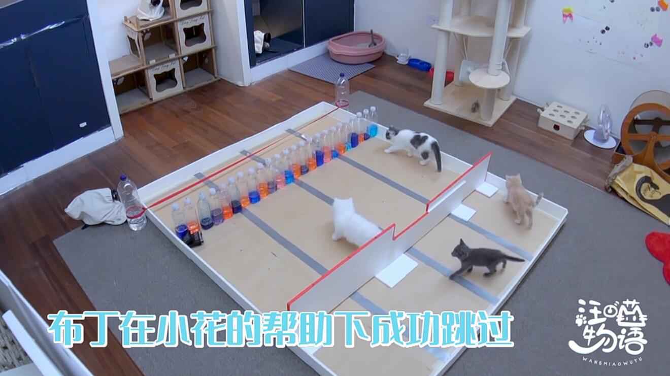 《汪喵物语》温情收官 朱正廷张雨剑泪别鹌鹑一条