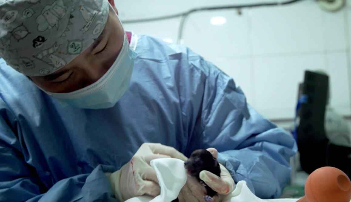 《小主安康宠物医院3》暖心开播,“宠物版人间世”感动回归