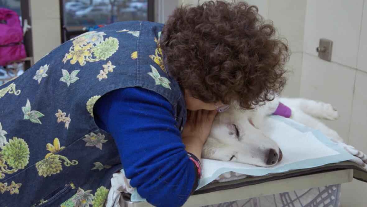 《小主安康宠物医院3》暖心开播,“宠物版人间世”感动回归