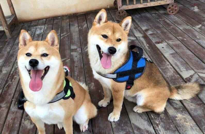 还记得《向往的生活》里的明星宠物吗？它们都怎么样了？