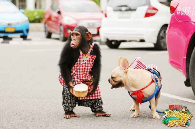 《神奇伙伴在哪里》预告：“神奇伙伴”工作初体验 “新职员”上任妙趣横生