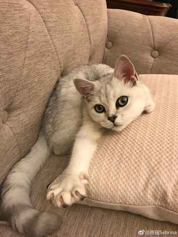 谭维维双城音乐节掀最强音浪 劲歌金曲放肆嗨