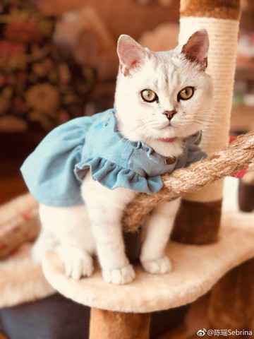 谭维维双城音乐节掀最强音浪 劲歌金曲放肆嗨