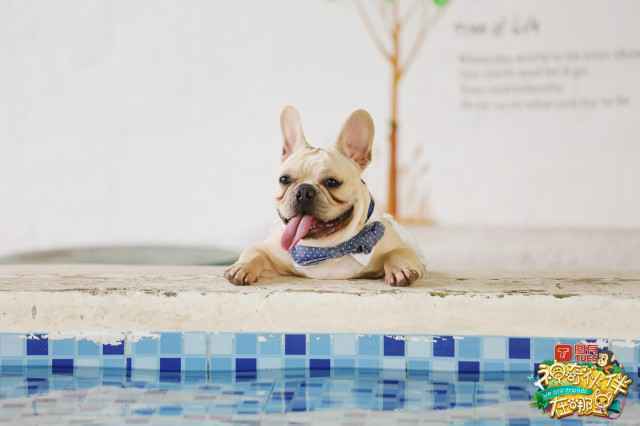 米亚冬冬工作逗趣不断 神奇伙伴在哪里陪你欢度国庆