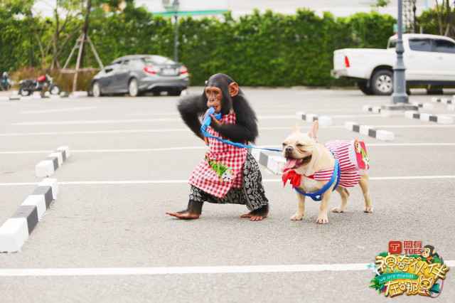 米亚冬冬工作逗趣不断 神奇伙伴在哪里陪你欢度国庆