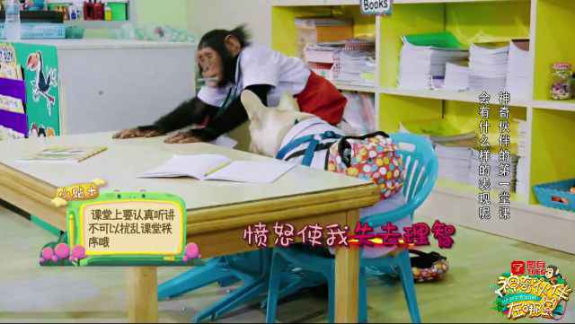 育与娱乐的融合，《神奇伙伴》为动物类综艺节目提供了全新样本