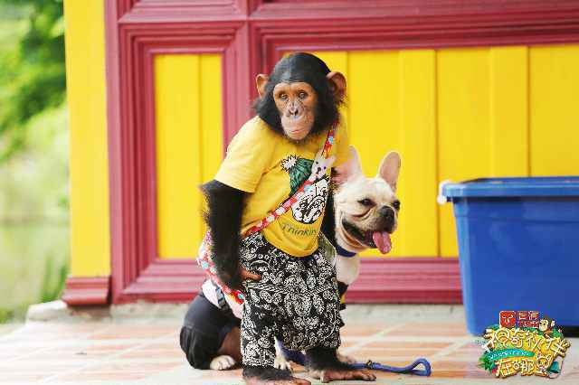 育与娱乐的融合，《神奇伙伴》为动物类综艺节目提供了全新样本