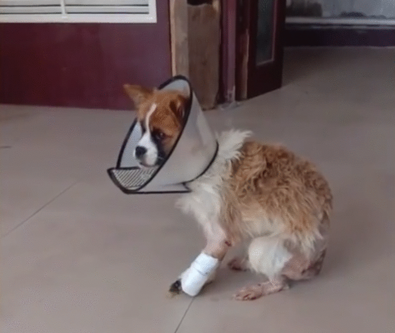 可怜小狗,双腿被铁丝绑住,丢入河中等死,是谁给它第二次生命?