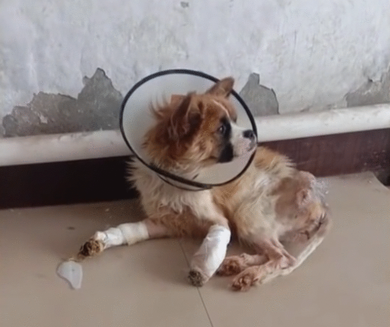 可怜小狗,双腿被铁丝绑住,丢入河中等死,是谁给它第二次生命?