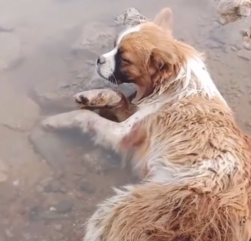 可怜小狗,双腿被铁丝绑住,丢入河中等死,是谁给它第二次生命?