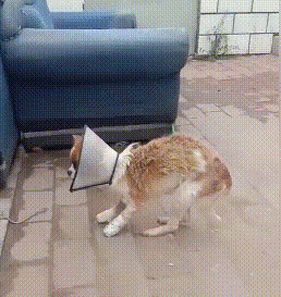 可怜小狗,双腿被铁丝绑住,丢入河中等死,是谁给它第二次生命?