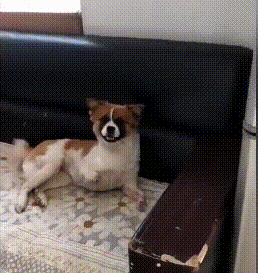 可怜小狗,双腿被铁丝绑住,丢入河中等死,是谁给它第二次生命?