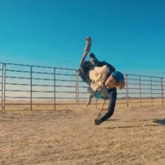 杨千嬅老公骑鸵鸟摔倒 被踩中裆部后惨叫