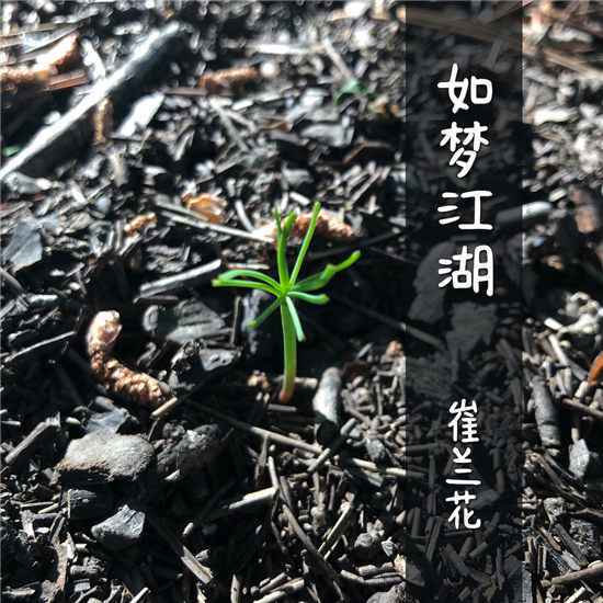 崔兰花全新单曲《如梦江湖》上线