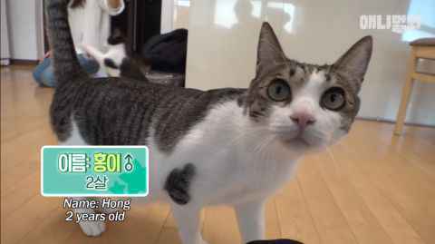 「喵的，老子才不怕水！」你看过爱游泳的猫吗？