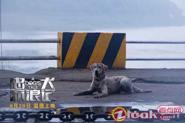 中国版忠犬八公 电影《忠犬流浪记》定档8月20日