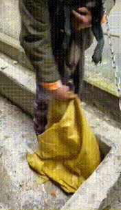 从狗肉车到幸福家,被主人卖掉的金毛,戴上假肢后,却能重新蜕变