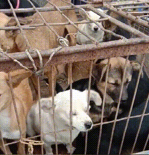 从狗肉车到幸福家,被主人卖掉的金毛,戴上假肢后,却能重新蜕变