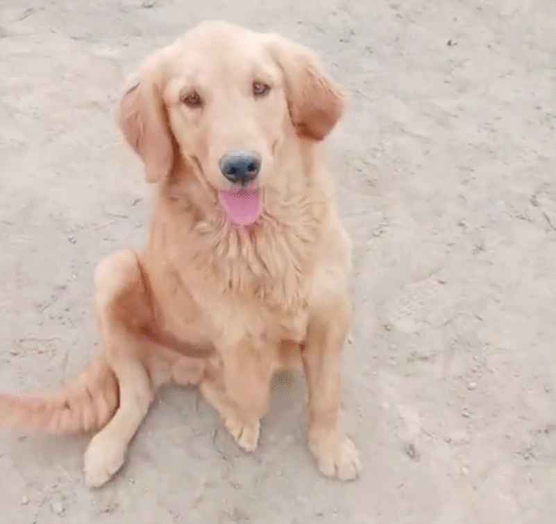 从狗肉车到幸福家,被主人卖掉的金毛,戴上假肢后,却能重新蜕变