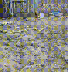 从狗肉车到幸福家,被主人卖掉的金毛,戴上假肢后,却能重新蜕变