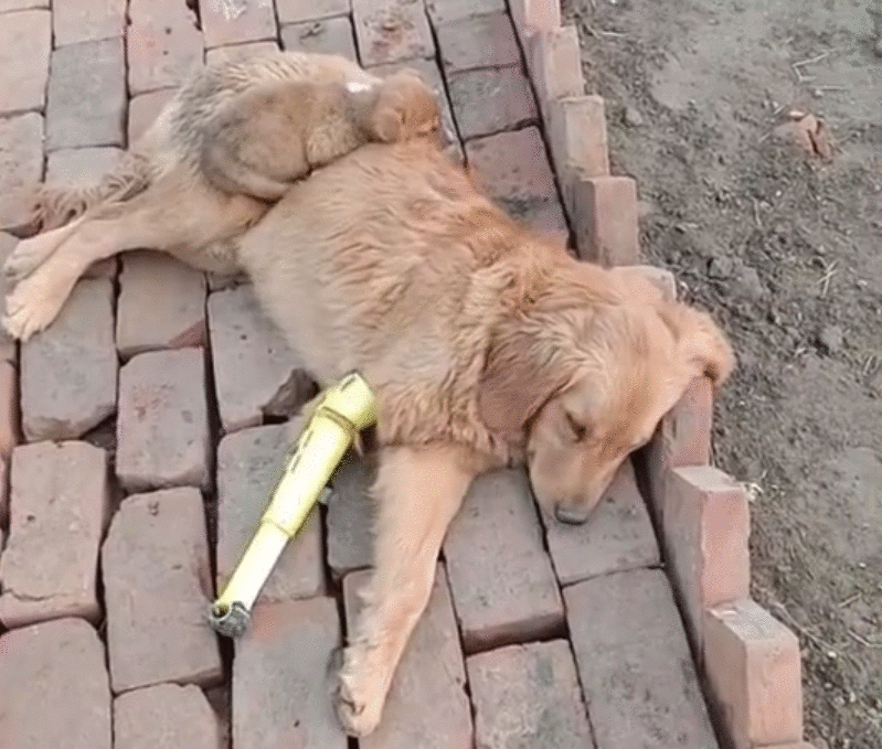 从狗肉车到幸福家,被主人卖掉的金毛,戴上假肢后,却能重新蜕变