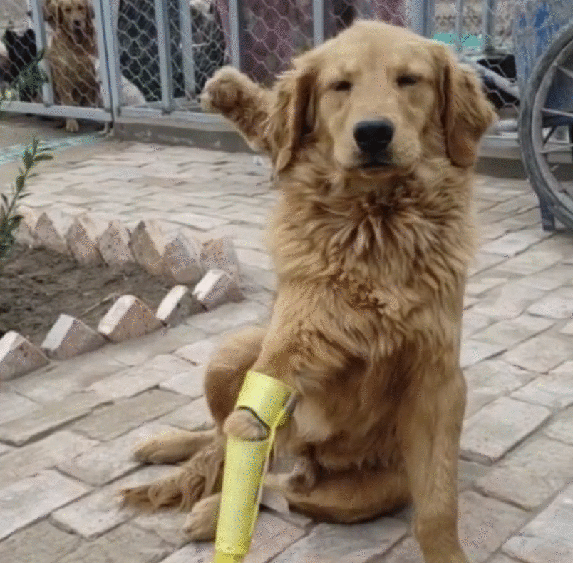 从狗肉车到幸福家,被主人卖掉的金毛,戴上假肢后,却能重新蜕变