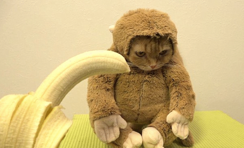 猫咪能吃“香蕉”吗？不只是好吃，原来有这些好处，除了这3类猫