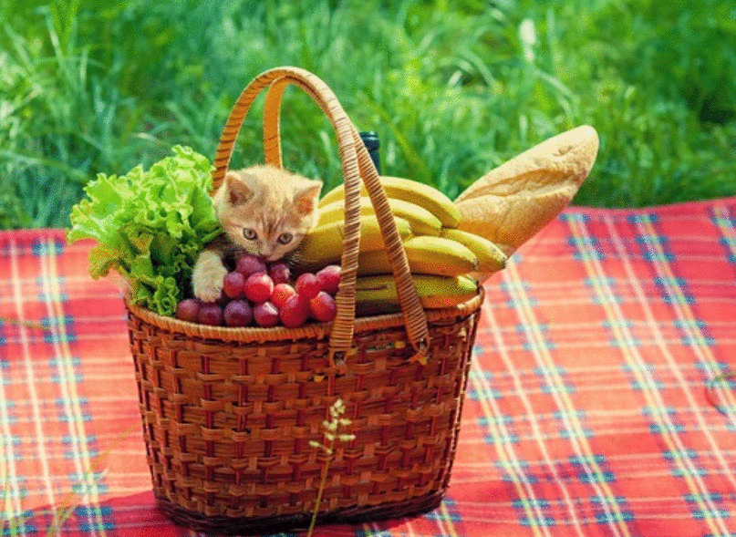 猫咪能吃“香蕉”吗？不只是好吃，原来有这些好处，除了这3类猫