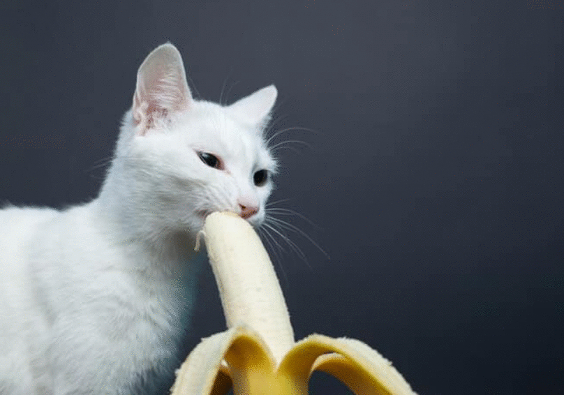 猫咪能吃“香蕉”吗？不只是好吃，原来有这些好处，除了这3类猫