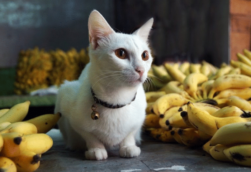 猫咪能吃“香蕉”吗？不只是好吃，原来有这些好处，除了这3类猫