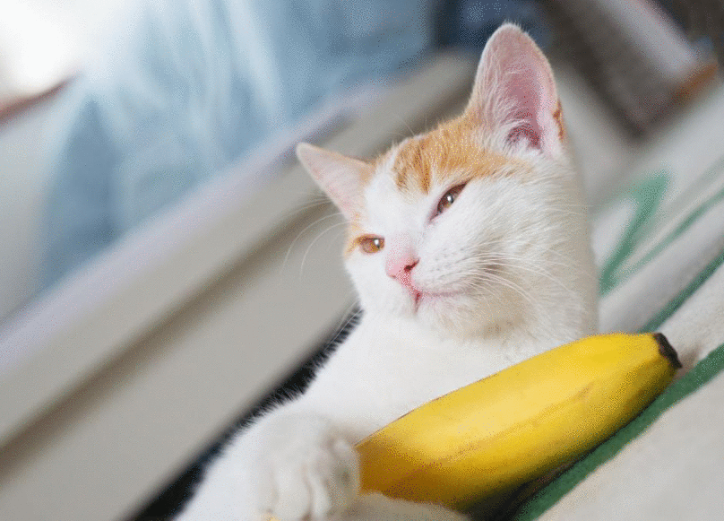 猫咪能吃“香蕉”吗？不只是好吃，原来有这些好处，除了这3类猫