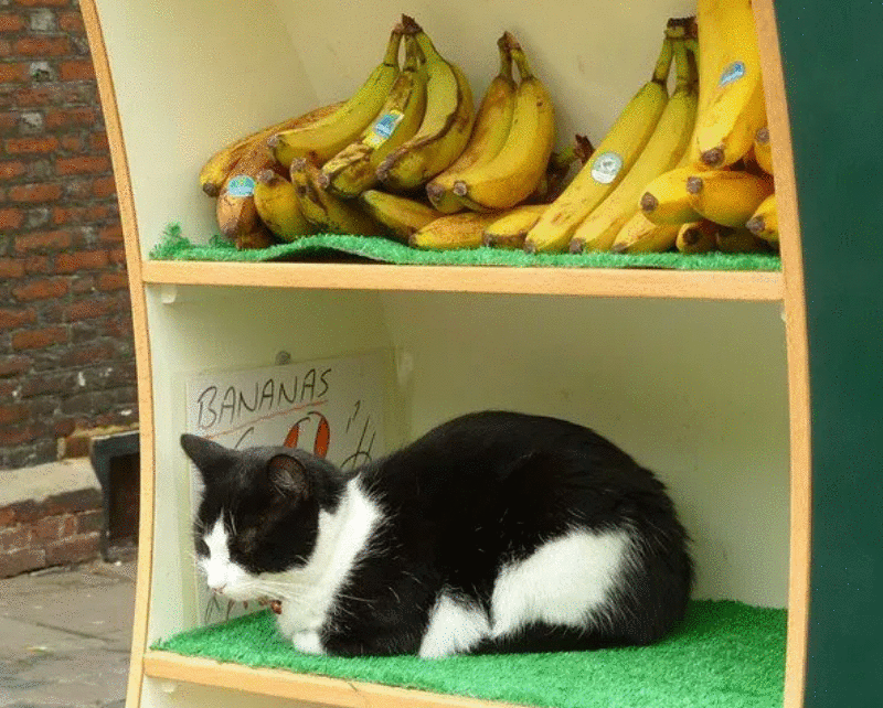 猫咪能吃“香蕉”吗？不只是好吃，原来有这些好处，除了这3类猫