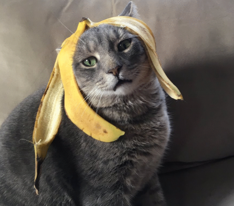 猫咪能吃“香蕉”吗？不只是好吃，原来有这些好处，除了这3类猫