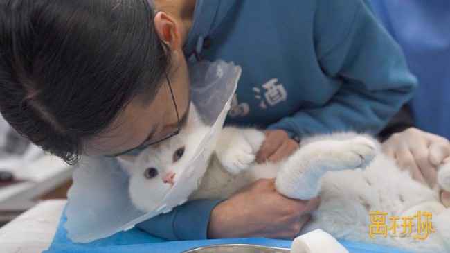 《离不开你》直戳泪点 从宠物离世学会爱与珍惜