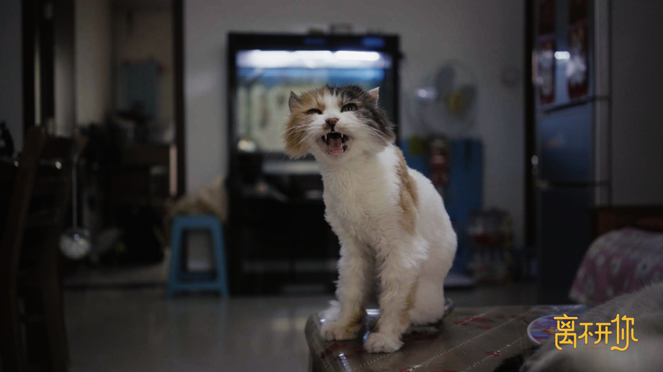 爱奇艺纪录片《离不开你》直击导盲犬的4次分离 从分离中感受爱与责任